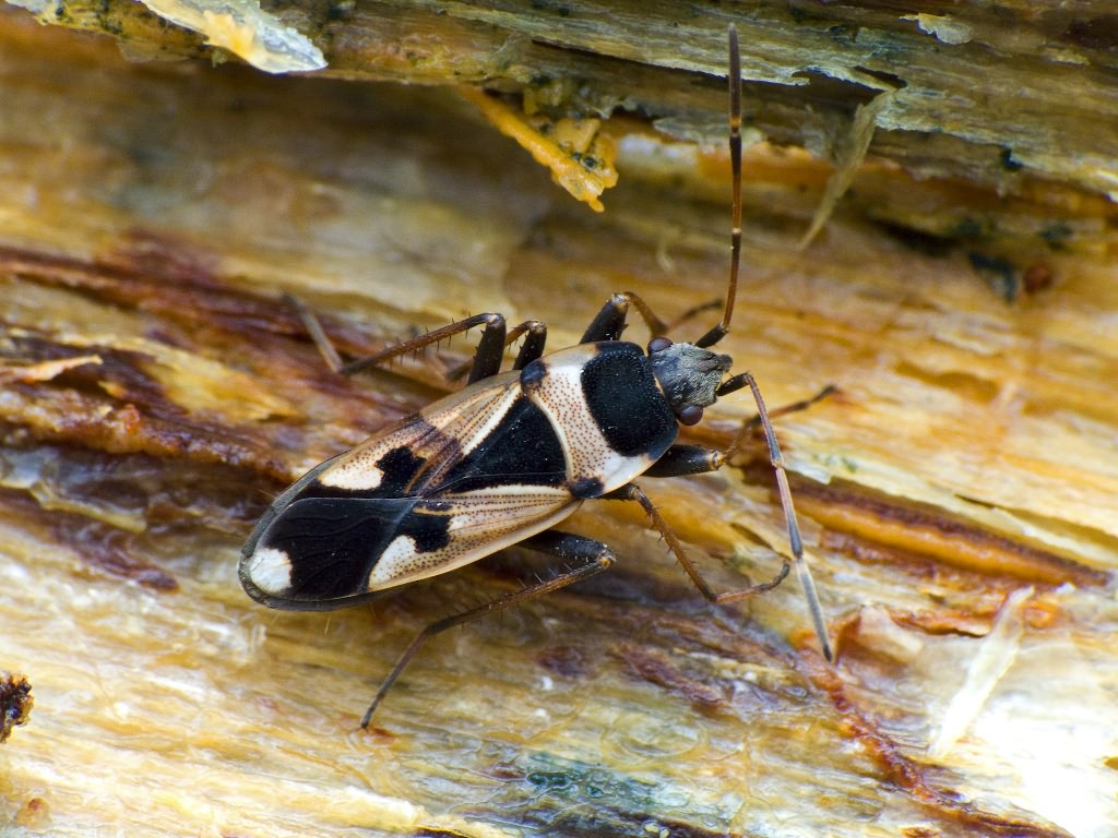 Raglius confusus (Reuter, 1886)